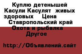 Куплю детенышей Касули.Касулят. живых здоровых. › Цена ­ 5 000 - Ставропольский край Охота и рыбалка » Другое   